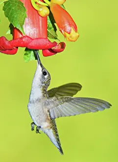 Archilochu: Ruby Throated Hummingbird