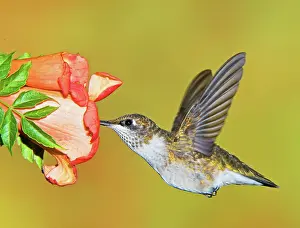Archilochu: Ruby Throated Hummingbird