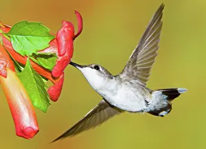 Archilochu: Ruby Throated Hummingbird