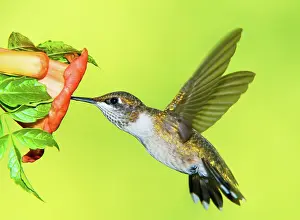 Archilocus: Ruby Throated Hummingbird