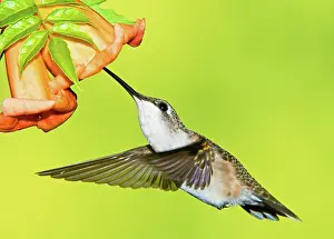 Archilocus: Ruby Throated Hummingbird