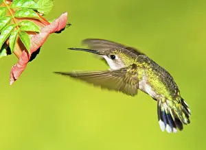 Archilocus: Ruby Throated Hummingbird