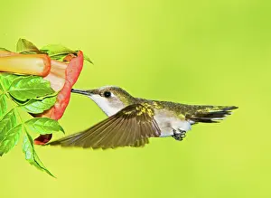 Archilocus: Ruby Throated Hummingbird