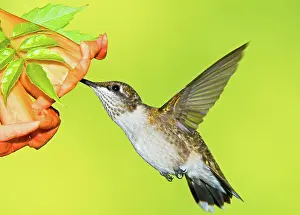 Archilocus: Ruby Throated Hummingbird
