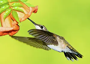 Archilocus: Ruby Throated Hummingbird