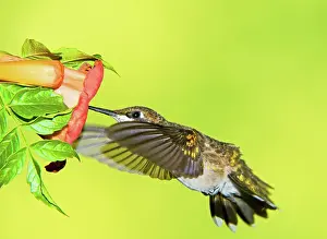 Archilocus: Ruby Throated Hummingbird