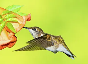 Archilocus: Ruby Throated Hummingbird
