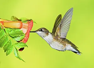 Archilocus: Ruby Throated Hummingbird