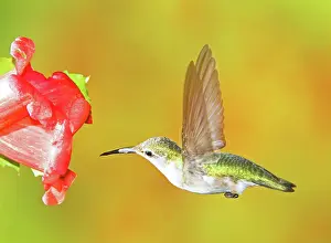 Archilocus: Ruby Throated Hummingbird