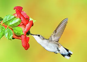 Archilocus: Ruby Throated Hummingbird