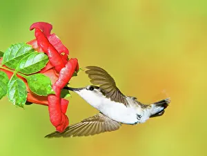 Archilocus: Ruby Throated Hummingbird