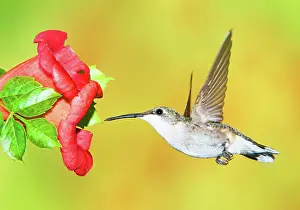 Archilocus: Ruby Throated Hummingbird