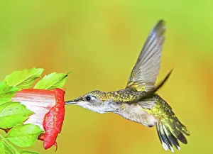 Archilocus: Ruby Throated Hummingbird