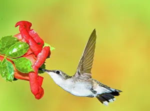 Archilocus: Ruby Throated Hummingbird