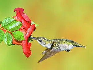Archilocus: Ruby Throated Hummingbird