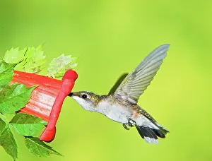 Archilocus: Ruby Throated Hummingbird