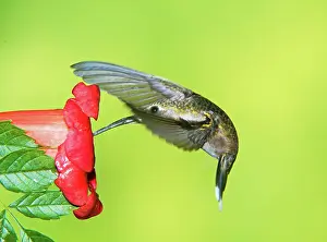 Archilocus: Ruby Throated Hummingbird