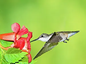 Archilocus: Ruby Throated Hummingbird
