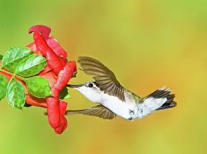 Archilocus: Ruby Throated Hummingbird