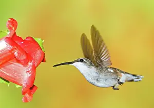 Archilocus: Ruby Throated Hummingbird