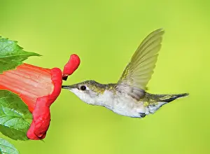 Archilocus: Ruby Throated Hummingbird