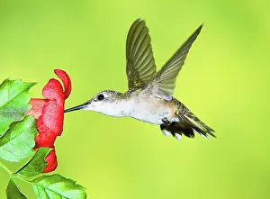 Archilocus: Ruby Throated Hummingbird