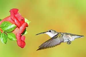 Archilocus: Ruby Throated Hummingbird