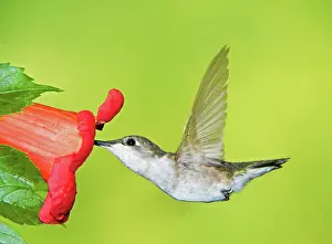 Colubris: Ruby Throated Hummingbird