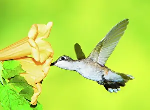 Colubris: Ruby Throated Hummingbird