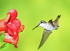 Colubris: Ruby Throated Hummingbird