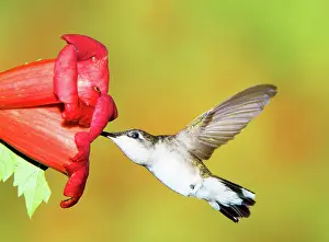 Colubris: Ruby Throated Hummingbird