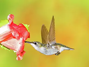 Colubris: Ruby Throated Hummingbird