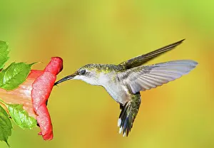 Colubris: Ruby Throated Hummingbird