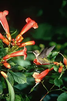 Trumpet: Ruby Throated Hummingbird