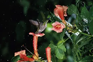 Archilochus: Ruby Throated Hummingbird