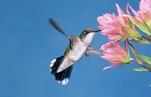 Pollinate: Ruby-throated Hummingbird