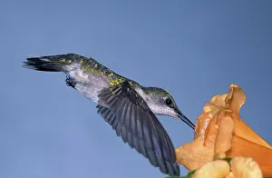 Archilochus: Ruby Throated Hummingbird