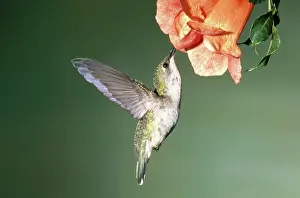Archilochus: Ruby Throated Hummingbird