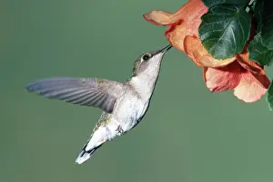 Archilochus: Ruby Throated Hummingbird