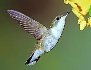 Hummer: Ruby-throated Hummingbird