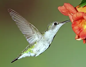 Hummer: Ruby-throated Hummingbird