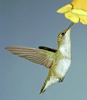 Hummer: Ruby-throated Hummingbird