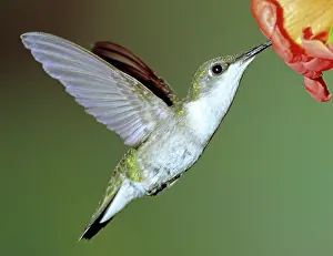 Hummer: Ruby-throated Hummingbird