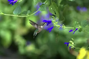 Archilochus: Ruby-Throated Hummingbird