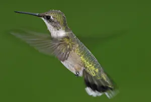 Archilochus: Ruby-throated Hummingbird
