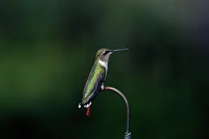 Humming: Ruby-throated Hummingbird