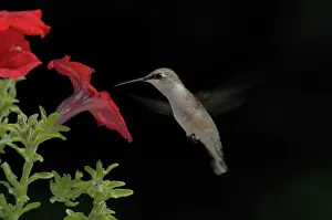 Humming: Ruby-throated Hummingbird