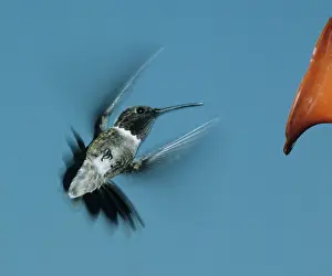 Humming: Ruby-throated Hummingbird