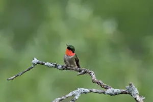 Archilochus: Ruby-throated Hummingbird