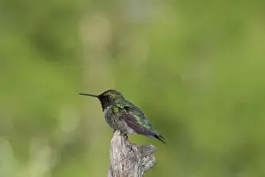 Archilochus: Ruby-throated Hummingbird